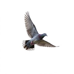 Fototapeta premium Pigeon in flight, isolated on white background
