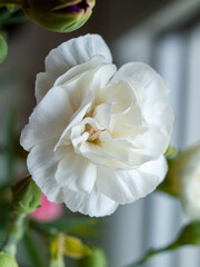 White flower with a green stem