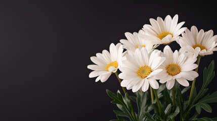 Obraz premium Delicate white daisies illuminated by soft candlelight on black background