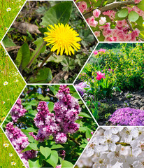 Photo of spring flowers. collage.