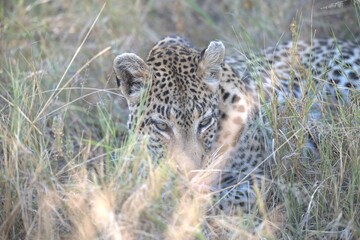Leopard in wild savanna , Animal of africa