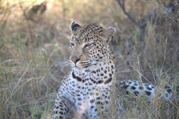 Leopard in wild savanna , Animal of africa