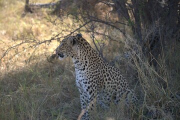 Leopard in wild savanna , Animal of africa