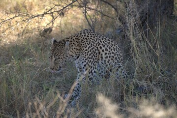 Leopard in wild savanna , Animal of africa