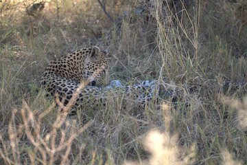 Leopard in wild savanna , Animal of africa