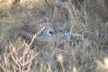 Leopard in wild savanna , Animal of africa