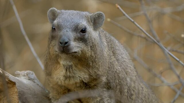Rock hyrax in its surroundings, perched on a rocky outcrop, blending with the rugged terrain