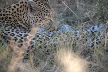 Leopard in wild savanna , Animal of africa