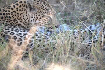 Leopard in wild savanna , Animal of africa