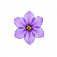 Obraz premium Purple anemone isolated on white background