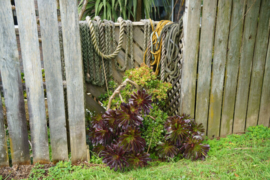 Ropes on a fence and a succulent bush in Birkenhead, Auckland