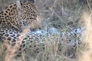 Leopard in wild savanna , Animal of africa