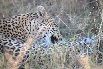 Leopard in wild savanna , Animal of africa