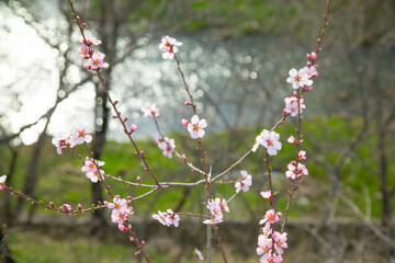 Flowering spring apricot tree in garden.