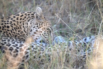 Leopard in wild savanna , Animal of africa