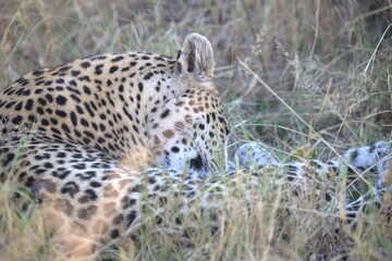 Leopard in wild savanna , Animal of africa