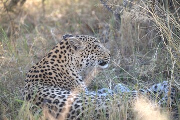 Leopard in wild savanna , Animal of africa