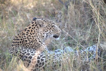 Leopard in wild savanna , Animal of africa