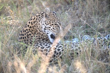 Leopard in wild savanna , Animal of africa