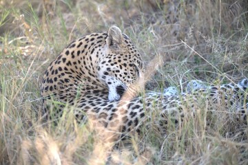 Leopard in wild savanna , Animal of africa