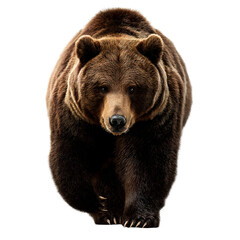 brown bear isolated on white