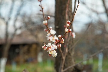 Flowering spring apricot tree in garden.