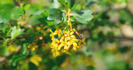 Flowering spring currant in the garden.