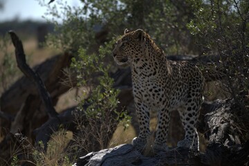 Leopard in wild savanna , Animal of africa