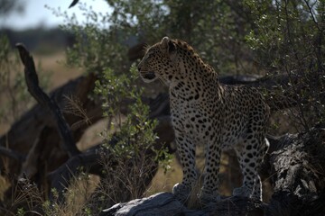 Leopard in wild savanna , Animal of africa