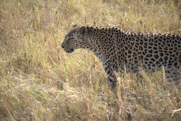 Leopard in wild savanna , Animal of africa