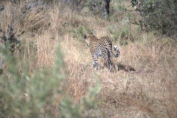 Leopard in wild savanna , Animal of africa