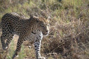 Leopard in wild savanna , Animal of africa