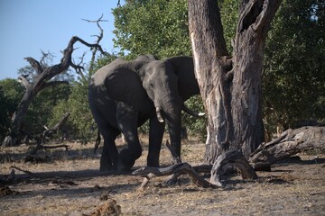 Elephant in wild savanna , Animal of africa