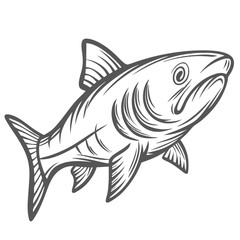 Salmon Shark Line Art Illustration, Lamna Ditropis