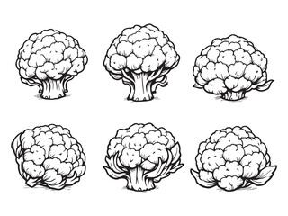 Simple Line Art Illustration of a Fresh Cauliflower 