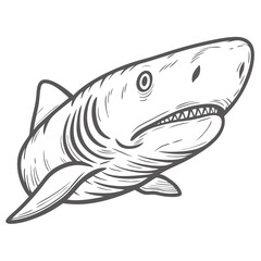 Fototapeta premium Sevengill Shark Illustration, Broadnose, Notorynchus Cepedianus