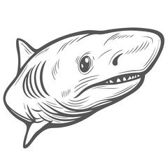 Sixgill Shark Bluntnose Illustration creative
