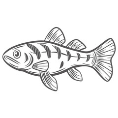 Skunk Botia Fish Line Art Illustration