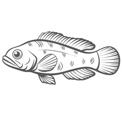 Scarlet Badis Fish Line Art Illustration