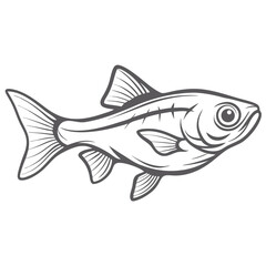 Brilliant Rasbora Fish Line Art Illustration