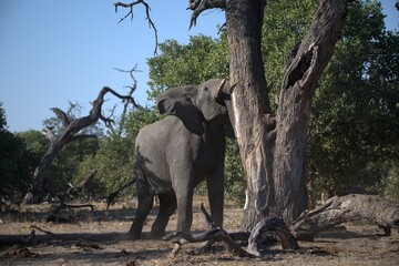 Elephant in wild savanna , Animal of africa