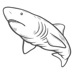 Greenland Shark Outline Illustration, Somniosus Microcephalus