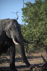 Obraz premium Elephant in wild savanna , Animal of africa