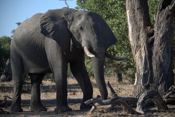 Elephant in wild savanna , Animal of africa