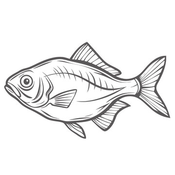 Glassfish Indian Parambassis Ranga Outline Illustration