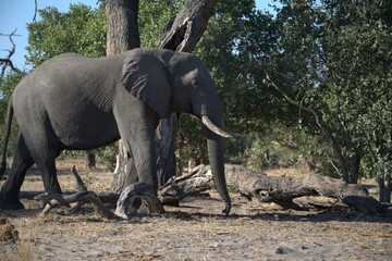 Elephant in wild savanna , Animal of africa