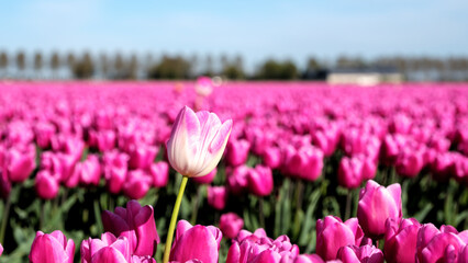 Vibrant tulip fields in full bloom during springtime in Flevoland, Netherlands