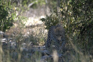 Leopard in wild savanna , Animal of africa