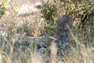 Leopard in wild savanna , Animal of africa