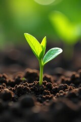 Tender green seedling sprouts emerge from rich soil in spring garden , spring, horticulture, texture